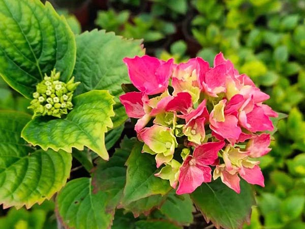 宿根花卉的優(yōu)勢(shì)詳解